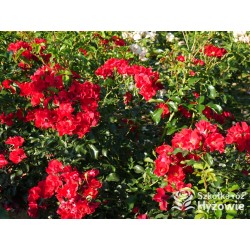 Matador® bogata liczba, drobnych , krwistoczerwonych kwiatów. Mocno zielone i grube liście. Niski krzew