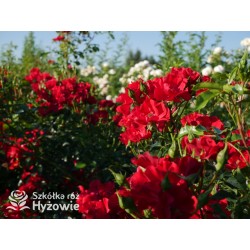 Matador® bogata liczba, drobnych , krwistoczerwonych kwiatów. Mocno zielone i grube liście. Niski krzew