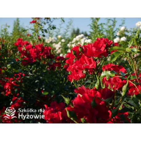 Matador® bogata liczba, drobnych , krwistoczerwonych kwiatów. Mocno zielone i grube liście. Niski krzew