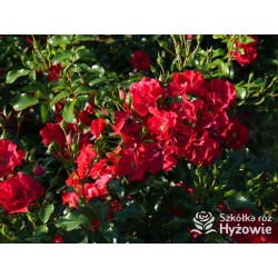 Matador® bogata liczba, drobnych , krwistoczerwonych kwiatów. Mocno zielone i grube liście. Niski krzew