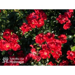 Matador® bogata liczba, drobnych , krwistoczerwonych kwiatów. Mocno zielone i grube liście. Niski krzew
