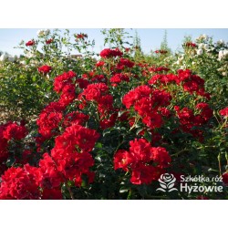 Matador® bogata liczba, drobnych , krwistoczerwonych kwiatów. Mocno zielone i grube liście. Niski krzew