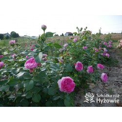 Modern Art® Duże, nabite płatkami kwiaty, różowej barwy, bardzo przyjemnie pachnące. Niski krzew..