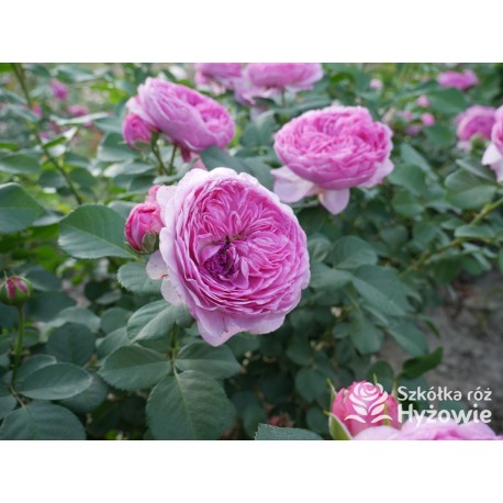 Modern Art® Duże, nabite płatkami kwiaty, różowej barwy, bardzo przyjemnie pachnące. Niski krzew..