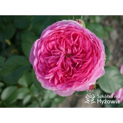 Modern Art® Duże, nabite płatkami kwiaty, różowej barwy, bardzo przyjemnie pachnące. Niski krzew..