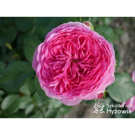 Modern Art® Duże, nabite płatkami kwiaty, różowej barwy, bardzo przyjemnie pachnące. Niski krzew..