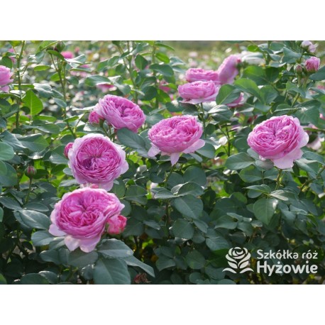 Modern Art® Duże, nabite płatkami kwiaty, różowej barwy, bardzo przyjemnie pachnące. Niski krzew..