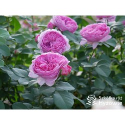 Modern Art® Duże, nabite płatkami kwiaty, różowej barwy, bardzo przyjemnie pachnące. Niski krzew..