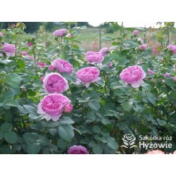 Modern Art® Duże, nabite płatkami kwiaty, różowej barwy, bardzo przyjemnie pachnące. Niski krzew..