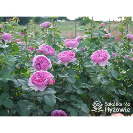 Modern Art® Duże, nabite płatkami kwiaty, różowej barwy, bardzo przyjemnie pachnące. Niski krzew..