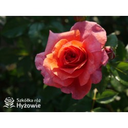 Naranga® Duże, pełne kwiaty, pomarańczowej barwy, bardzo przyjemnie pachnące.  Lśniące, ciemnozielone liście. Wysoki krzew.