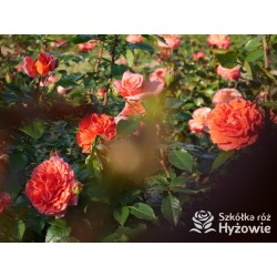 Naranga® Duże, pełne kwiaty, pomarańczowej barwy, bardzo przyjemnie pachnące.  Lśniące, ciemnozielone liście. Wysoki krzew.