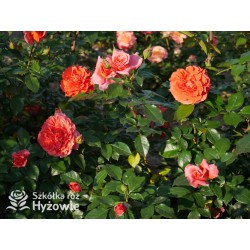 Naranga® Duże, pełne kwiaty, pomarańczowej barwy, bardzo przyjemnie pachnące.  Lśniące, ciemnozielone liście. Wysoki krzew.