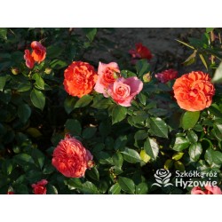 Naranga® Duże, pełne kwiaty, pomarańczowej barwy, bardzo przyjemnie pachnące.  Lśniące, ciemnozielone liście. Wysoki krzew.