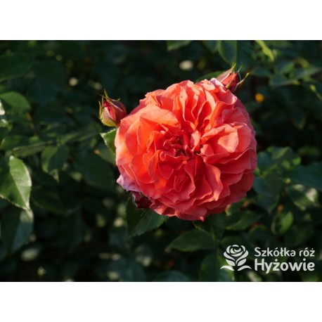 Naranga® Duże, pełne kwiaty, pomarańczowej barwy, bardzo przyjemnie pachnące.  Lśniące, ciemnozielone liście. Wysoki krzew.