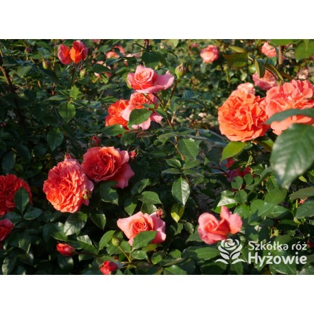 Naranga® Duże, pełne kwiaty, pomarańczowej barwy, bardzo przyjemnie pachnące.  Lśniące, ciemnozielone liście. Wysoki krzew.