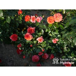 Naranga® Duże, pełne kwiaty, pomarańczowej barwy, bardzo przyjemnie pachnące.  Lśniące, ciemnozielone liście. Wysoki krzew.