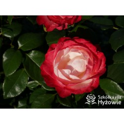 Nostalgie® Duże, pełne czerwono-białe kwiaty , bardzo przyjemnie pachnie.  Błyszczące, ciemnozielone liście. Niski krzew.