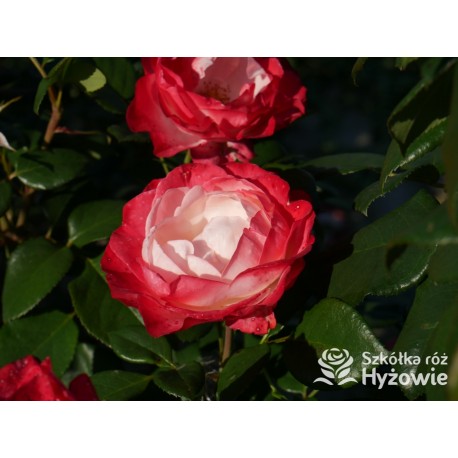 Nostalgie® Duże, pełne czerwono-białe kwiaty , bardzo przyjemnie pachnie.  Błyszczące, ciemnozielone liście. Niski krzew.