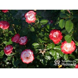 Nostalgie® Duże, pełne czerwono-białe kwiaty , bardzo przyjemnie pachnie.  Błyszczące, ciemnozielone liście. Niski krzew.