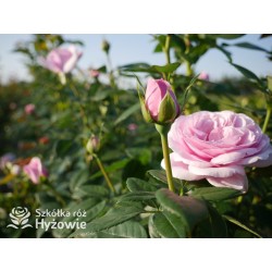 Pacific Blue® Pokaźne, pełne kwiaty, lawendowej barwy, bardzo intensywnie pachnące. Lśniący liść. Niski krzew.