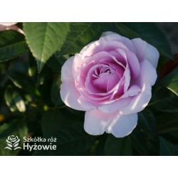 Pacific Blue® Pokaźne, pełne kwiaty, lawendowej barwy, bardzo intensywnie pachnące. Lśniący liść. Niski krzew.