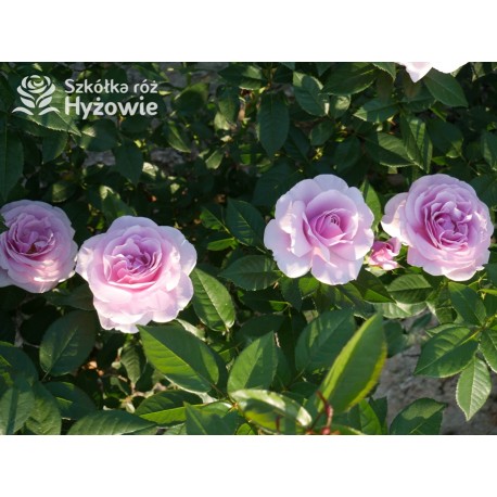 Pacific Blue® Pokaźne, pełne kwiaty, lawendowej barwy, bardzo intensywnie pachnące. Lśniący liść. Niski krzew.