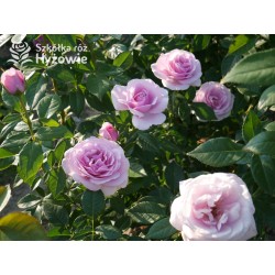 Pacific Blue® Pokaźne, pełne kwiaty, lawendowej barwy, bardzo intensywnie pachnące. Lśniący liść. Niski krzew.