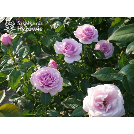 Pacific Blue® Pokaźne, pełne kwiaty, lawendowej barwy, bardzo intensywnie pachnące. Lśniący liść. Niski krzew.