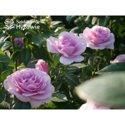 Pacific Blue® Pokaźne, pełne kwiaty, lawendowej barwy, bardzo intensywnie pachnące. Lśniący liść. Niski krzew.