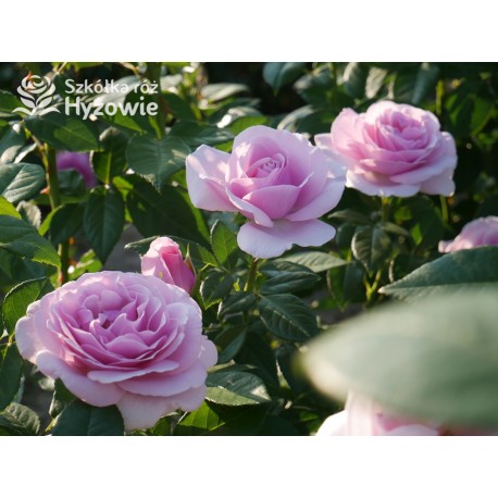 Pacific Blue® Pokaźne, pełne kwiaty, lawendowej barwy, bardzo intensywnie pachnące. Lśniący liść. Niski krzew.