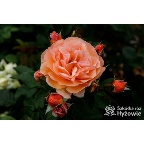 Arabia® duży kwiat, atrakcyjny układ płatków, pomarańczowa barwa, przyjemnie pachnie. Średniej wysokości krzew.