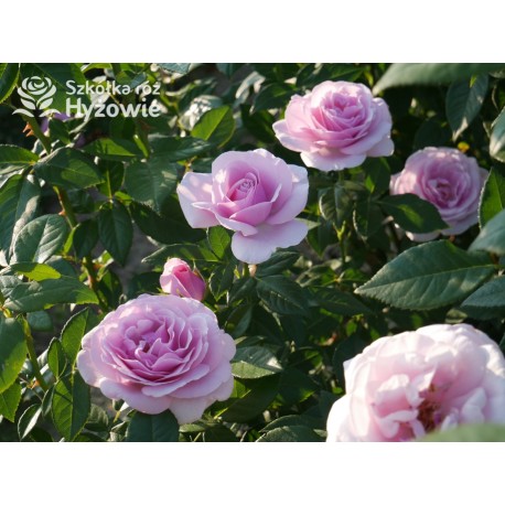 Pacific Blue® Pokaźne, pełne kwiaty, lawendowej barwy, bardzo intensywnie pachnące. Lśniący liść. Niski krzew.