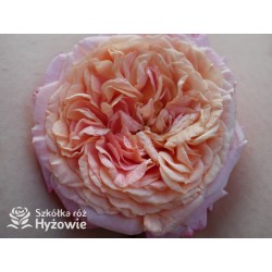 Peach Melba® Duże, pełne kwiaty, brzoskwiniowej barwy , delikatnie pachnące. Wysoki krzew.