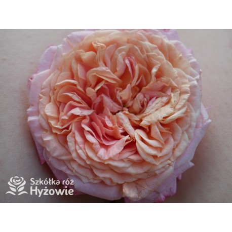 Peach Melba® Duże, pełne kwiaty, brzoskwiniowej barwy , delikatnie pachnące. Wysoki krzew.