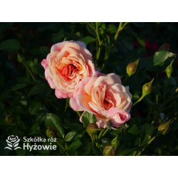 Peach Melba® Duże, pełne kwiaty, brzoskwiniowej barwy , delikatnie pachnące. Wysoki krzew.