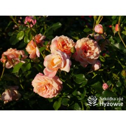 Peach Melba® Duże, pełne kwiaty, brzoskwiniowej barwy , delikatnie pachnące. Wysoki krzew.