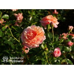 Peach Melba® Duże, pełne kwiaty, brzoskwiniowej barwy , delikatnie pachnące. Wysoki krzew.