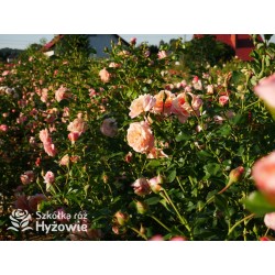 Peach Melba® Duże, pełne kwiaty, brzoskwiniowej barwy , delikatnie pachnące. Wysoki krzew.