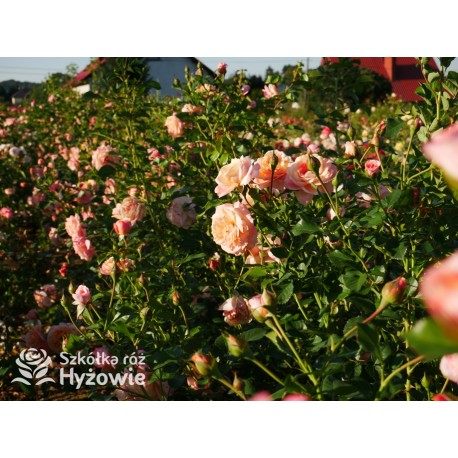 Peach Melba® Duże, pełne kwiaty, brzoskwiniowej barwy , delikatnie pachnące. Wysoki krzew.