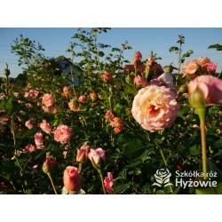 Peach Melba® Duże, pełne kwiaty, brzoskwiniowej barwy , delikatnie pachnące. Wysoki krzew.