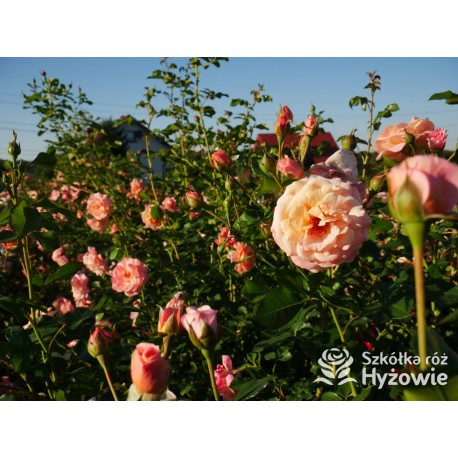 Peach Melba® Duże, pełne kwiaty, brzoskwiniowej barwy , delikatnie pachnące. Wysoki krzew.