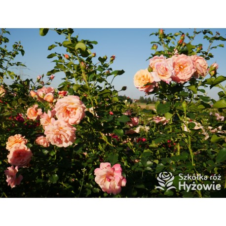 Peach Melba® Duże, pełne kwiaty, brzoskwiniowej barwy , delikatnie pachnące. Wysoki krzew.