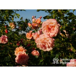 Peach Melba® Duże, pełne kwiaty, brzoskwiniowej barwy , delikatnie pachnące. Wysoki krzew.