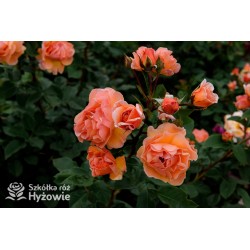 Arabia® duży kwiat, atrakcyjny układ płatków, pomarańczowa barwa, przyjemnie pachnie. Średniej wysokości krzew.