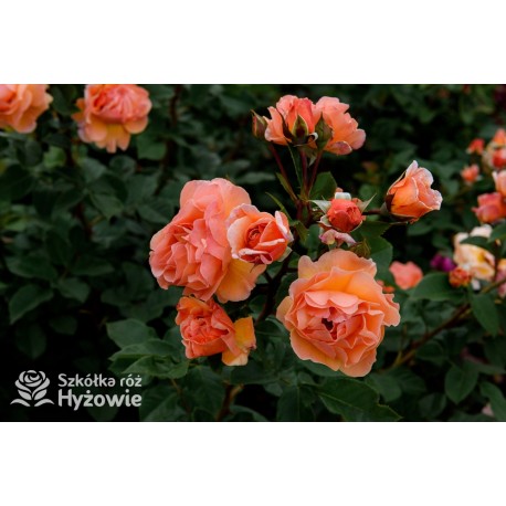 Arabia® duży kwiat, atrakcyjny układ płatków, pomarańczowa barwa, przyjemnie pachnie. Średniej wysokości krzew.