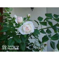 Uetersener Klosterrose® Duży, pełny kwiat o jasnokremowej barwie i  bardzo przyjemnym zapachu. Wysoki krzew.