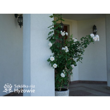 Uetersener Klosterrose® Duży, pełny kwiat o jasnokremowej barwie i  bardzo przyjemnym zapachu. Wysoki krzew.