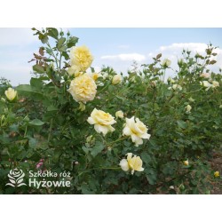 Sterntaler® Pokaźny, pełny kwiat, żółtej barwy, bardzo przyjemnie pachnący. Średniej wysokości krzew.