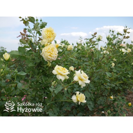 Sterntaler® Pokaźny, pełny kwiat, żółtej barwy, bardzo przyjemnie pachnący. Średniej wysokości krzew.